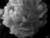 Peony