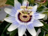 Passion Vine Flower