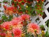 Dahlia & Abutilon Megapotamicum on Trellis