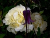 Clematis Rooguchi with Roses in the background